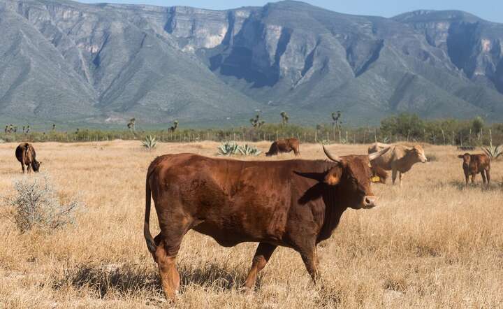 Zaraza bydła w stanie Texas może przynieść straty roczne 1,8 mld dolarów / autor: Pixabay