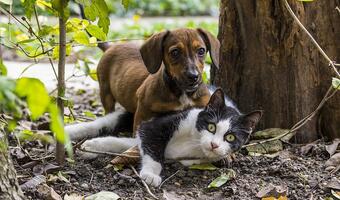 Nie porzucajmy zwierząt!