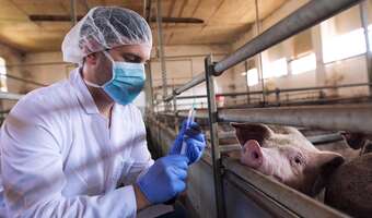 Na prowincji brakuje weterynarzy