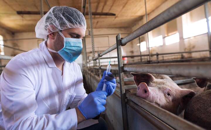 Jedną z przyczyn braków kadrowych wśród weterynarzy są niskie zarobki / autor: Freeepik