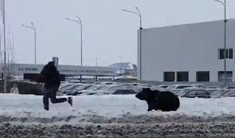 Dramatyczna ucieczka! Szedł do pracy, gdy zaatakował go niedźwiedź! [wideo]