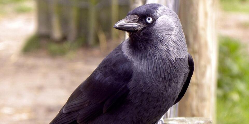 zdjęcie ilustracyjne/fot. joost j. bakker/CC BY 2.0