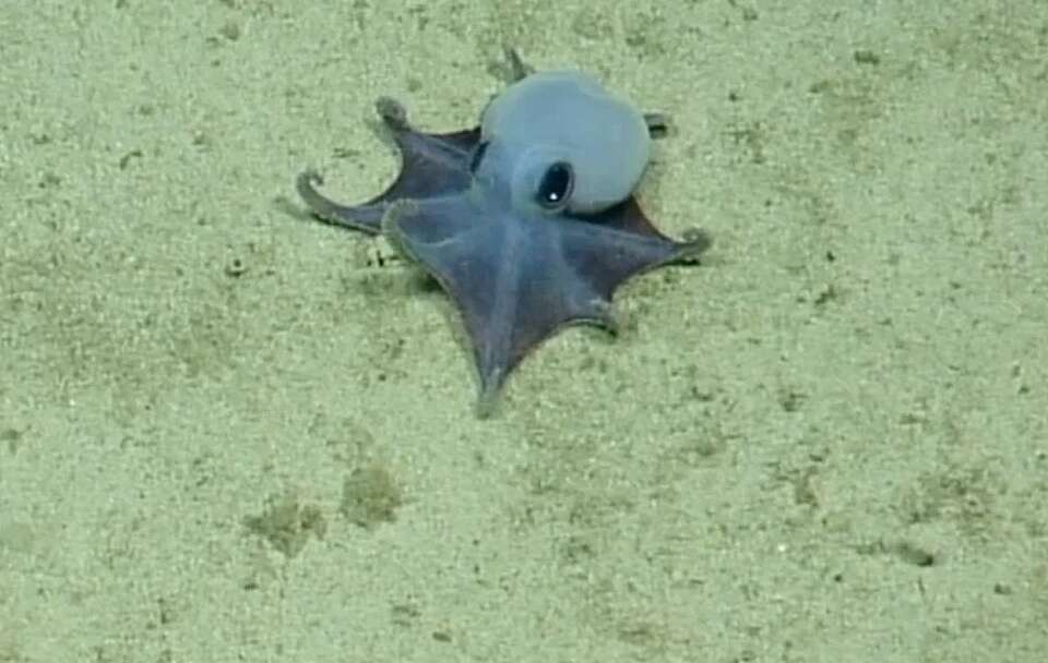 Microeledone galapagensis  / autor: Charles Darwin Foundation