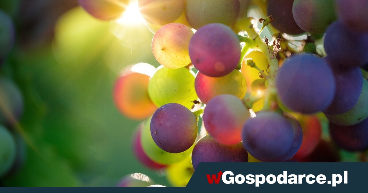 Inflacja w górę? Tak drożeją owoce!