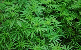 Skonfiskowaną marihuanę przerobią na leki