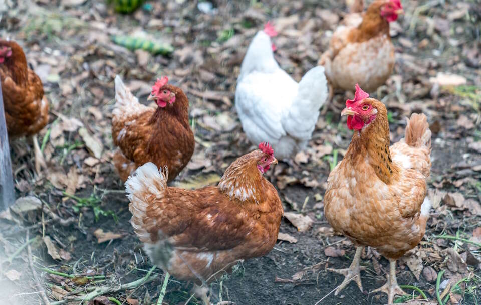 Epidemia ptasiej grypy w Niemczech. Zabito 1,5 mln zwierząt