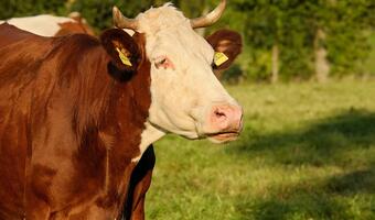 Bruksela chce zakończyć konflikt o wołowinę z USA