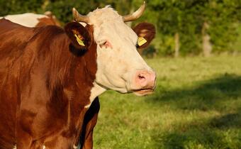 Bruksela chce zakończyć konflikt o wołowinę z USA