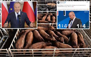 Poseł KO Witold Zembaczyński cieszy się z umowy z Mercosur, bo będzie mieć tanią żywność. Tymczasem 3 m. temu Donald Tusk zapewniał, że on argentyńskiej wołowiny nie kupi. Na zdj. zwierzęta gospodarskie na targu rolnym w Canuelas w Argentynie. / autor: PAP/EPA/MATIAS MARTIN CAMPAYA/PAP/Tomasz Gzell