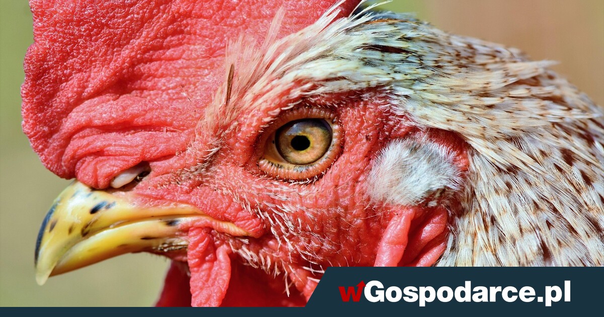 Ptasia grypa – jest coraz gorzej