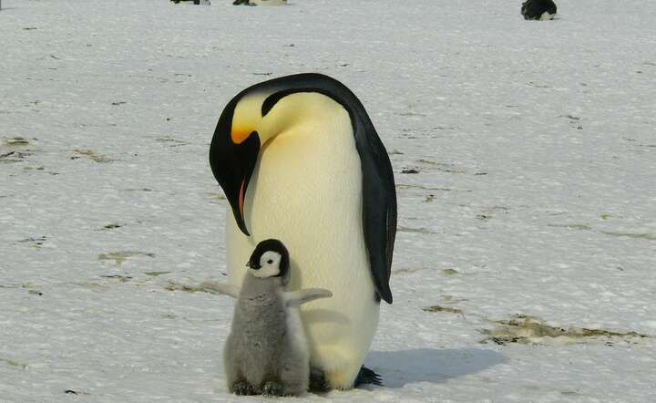 Chorują pingwiny na Antarktydzie
