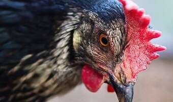 Aż 180 tys. ton mięsa drobiowego z krajów Mercosur!