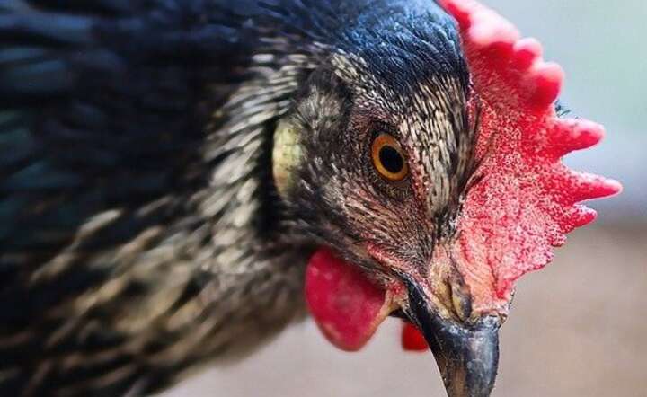 Polska eksportuje mięso drobiowe do prawie stu krajów. / autor: Pixabay