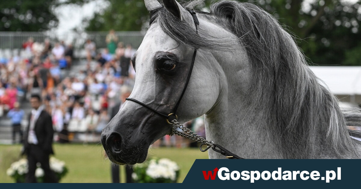 Najpiękniejsze konie w Polsce [ZDJĘCIA]