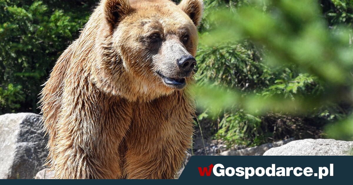 Tusk jak Fico? Czy da zgodę na odstrzał niedźwiedzi?