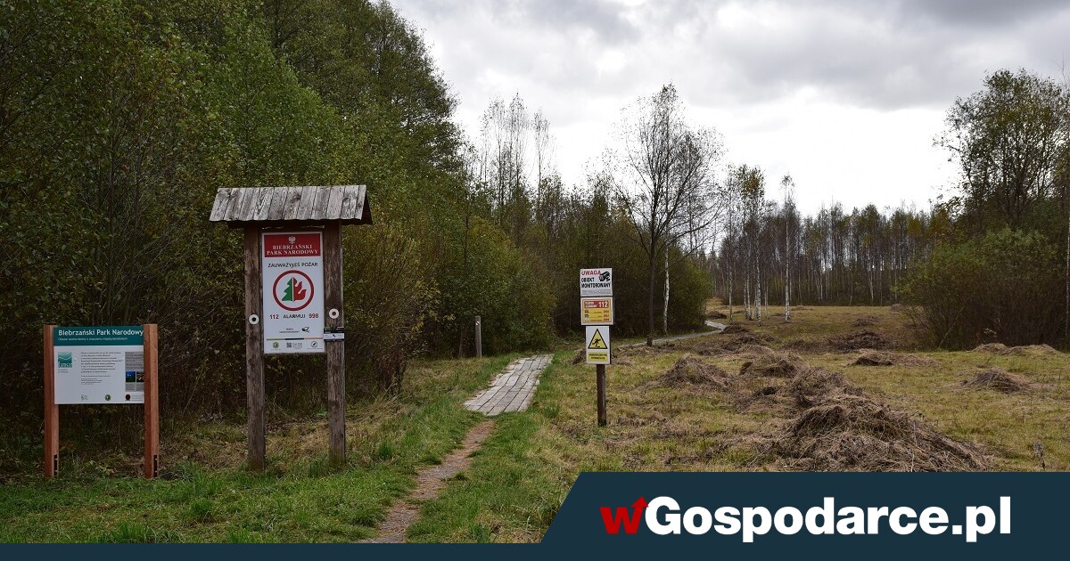 Niech bagno stanie się bagnem, a skończą się pożary