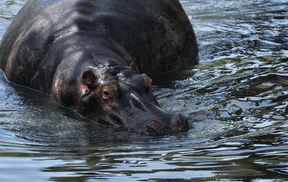 Zdjęcie ilustracyjne; Hipopotam / autor: Pixabay/xiSerge