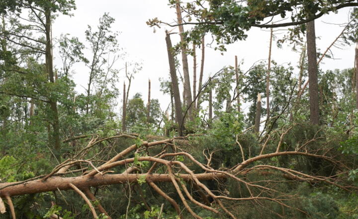 Zniszczony las w Borach Tucholskich, fot. PAP/Dominik Kulaszewicz