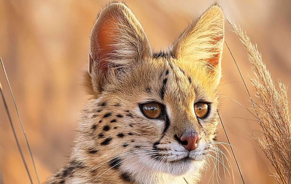 autor: Pixabay/DavidClode