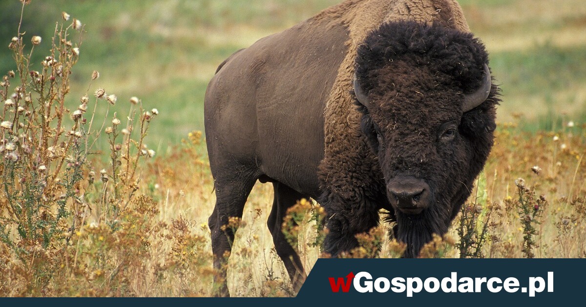 Epicka ucieczka bizona. Polskie żubry zagrożone?