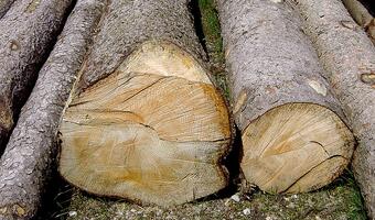 Przez nawałnice przemysł drzewny obawia się mniejszych zysków