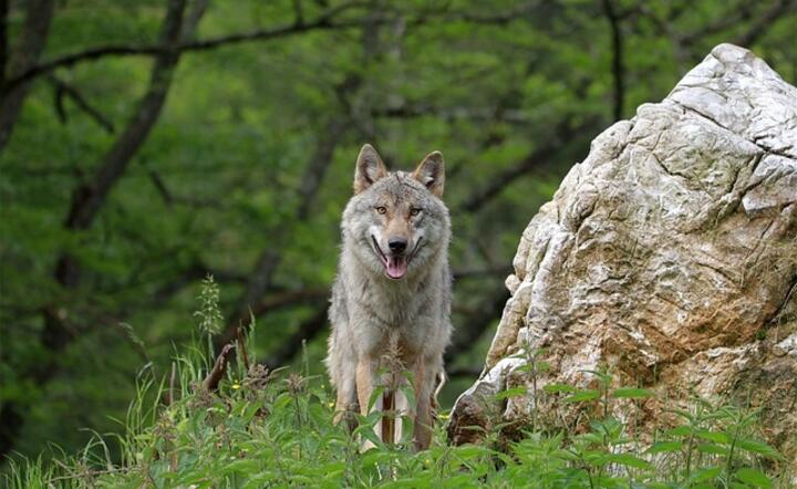 Powrót wilka do regionów , w których był nieobecny przez długi czas, prowadzi do konfliktów z lokalnymi społecznościami rolniczymi i łowieckimi / autor: Pixabay