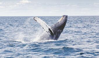 Japonia wraca do odławiania wielorybów