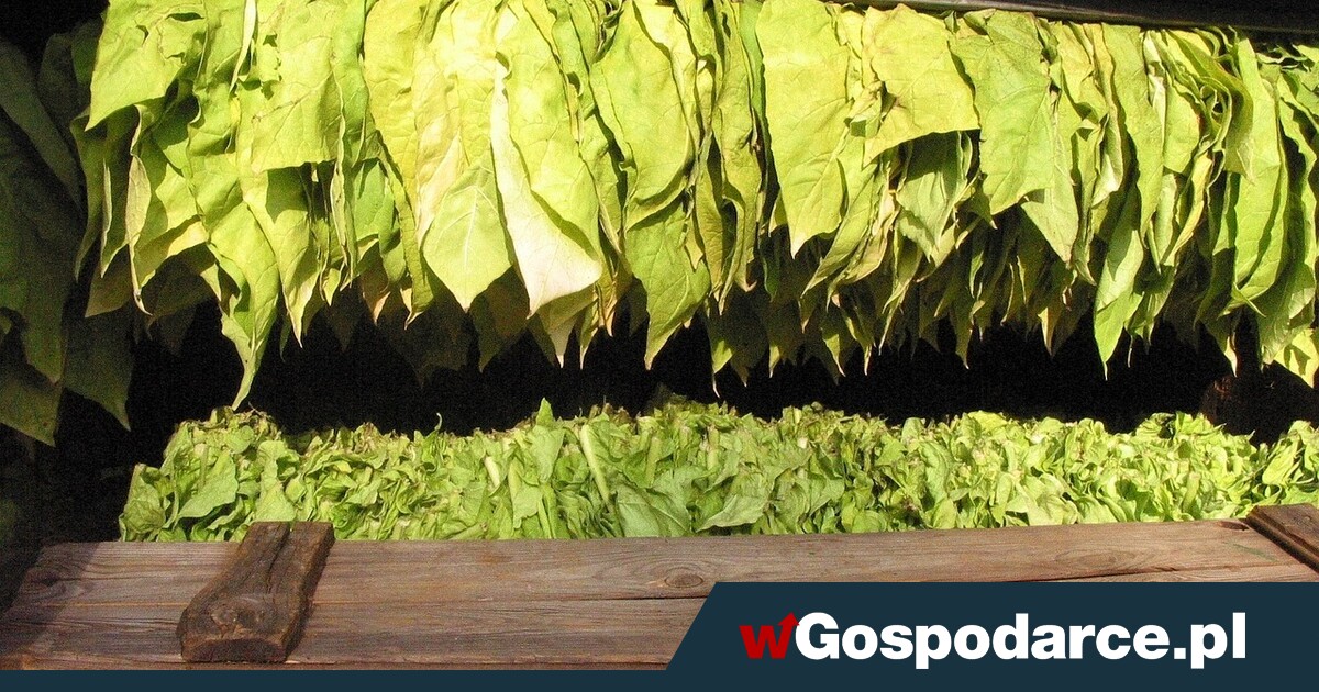 Słynne polskie uprawy zagrożone przez Mercosur