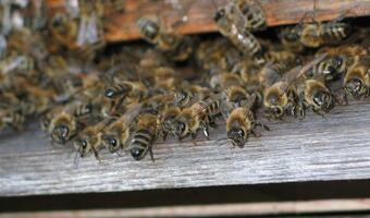 Pszczoły budzą się do życia. Pszczelarze boją się marcowych mrozów