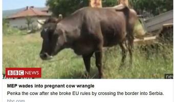 Krowa zginie za przekroczenie granicy UE