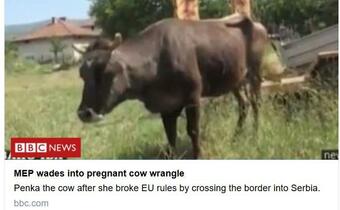 Krowa zginie za przekroczenie granicy UE