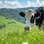 Duńskie krowy „szkodzą klimatowi”. Opodatkować!