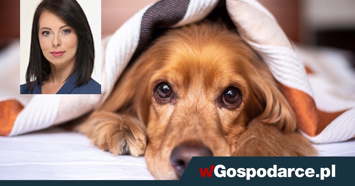 PiS chce zlikwidować podatek od psa. "Opłata absurdalna"