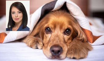 PiS chce zlikwidować podatek od psa. "Opłata absurdalna"