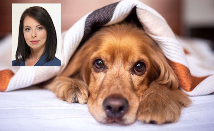 PiS chce zlikwidować podatek od psa. "Opłata absurdalna"