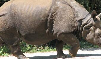 Powrót do kłusownictwa? Sąd w Afryce Południowej zniósł zakaz handlu rogami nosorożców