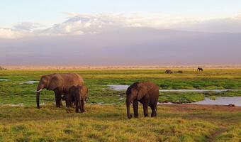 W Botswanie sprzedają licencje na zabijanie słoni