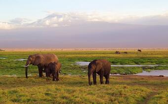 W Botswanie sprzedają licencje na zabijanie słoni