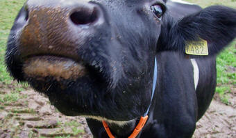 Zarejestruj krowę przez internet