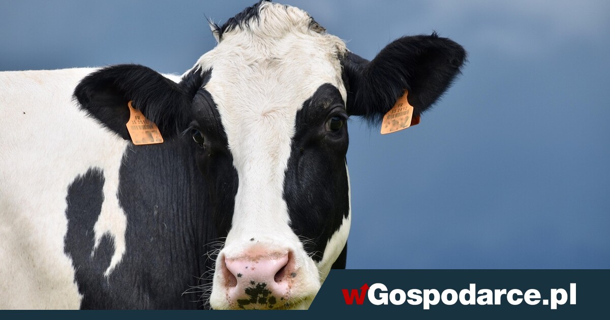 Powstanie marka „Polska Wołowina”