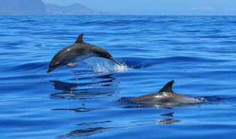 Wyspy Owcze. Masakra delfinów