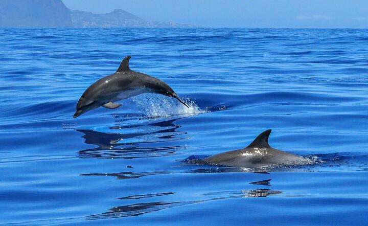 Wyspy Owcze. Masakra delfinów