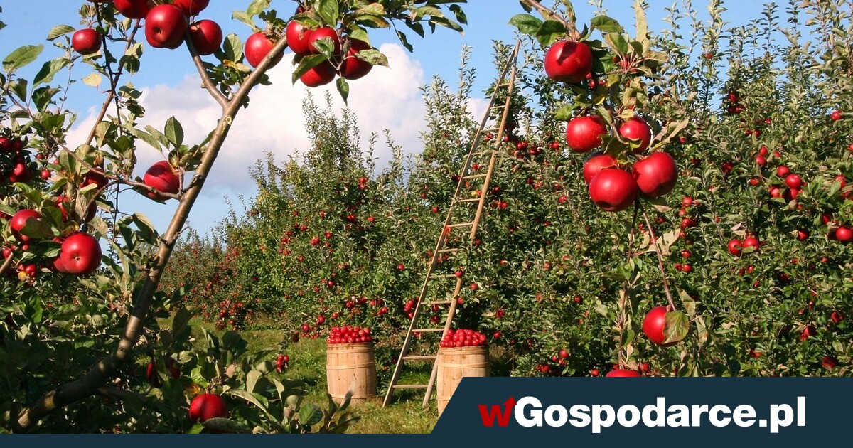 Brakuje ludzi do zbierania jabłek