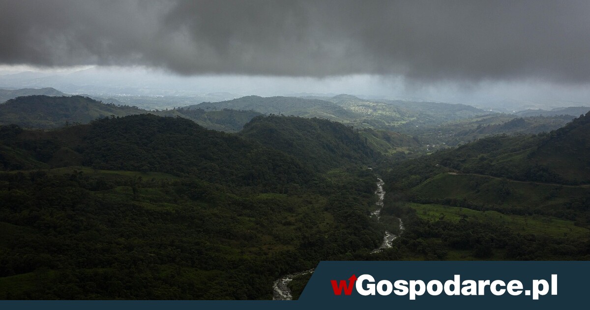 Potentat Mercosur będzie ciął lasy Amazonii na całego