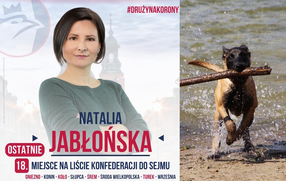 plakat wyborczy Natalii Jabłońskiej / autor: twitter.com/hashtag/DrużynaKorony / Fratria
