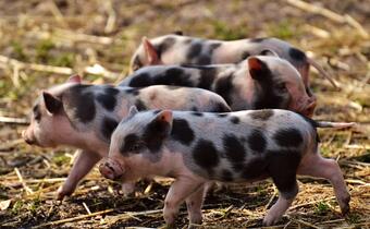 ASF: W 2014 roku wybito 43 tys. świń