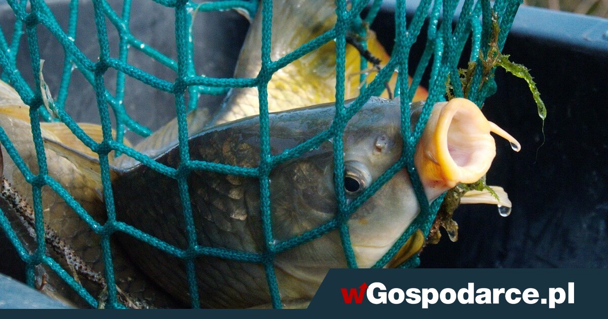 Wigilijne karpie słabo oznakowane