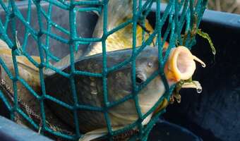 Wigilijne karpie słabo oznakowane