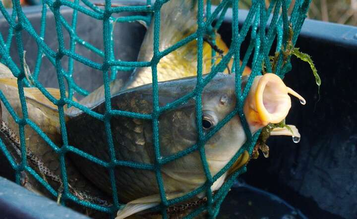 Zakup karpia na wigilijny stół z niepełną informacją / autor: Pixabay