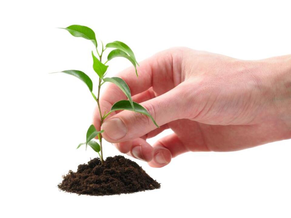 lovetoknow.com/wiki/Free_Tree_Seedling